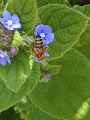 Pentaglottis sempervirens
