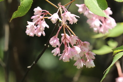 Staphylea holocarpa