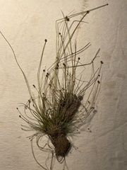 Eleocharis ovata