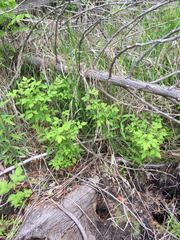 Rubus idaeus strigosus