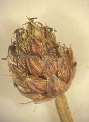 Eleocharis ovata