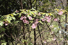 Staphylea holocarpa