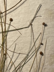 Eleocharis ovata