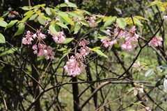 Staphylea holocarpa