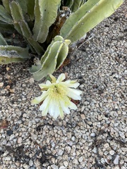 Lophocereus