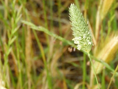 Phalaris minor