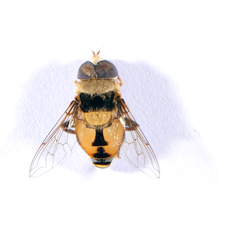 Palpada pusilla