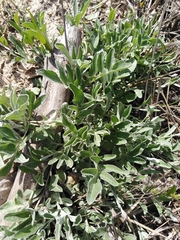 Psephellus marschallianus