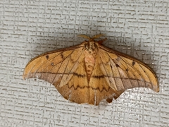 Cricula trifenestrata