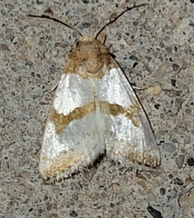 Schinia chryselloides