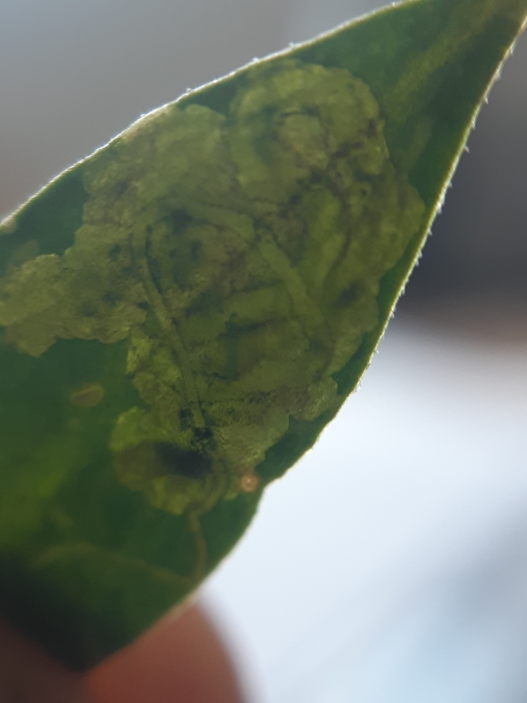 Liriomyza polygalae