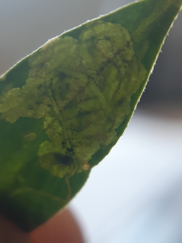 Liriomyza polygalae