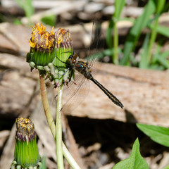 Cordulia shurtleffii