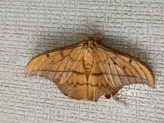 Cricula trifenestrata