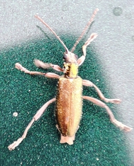 Coleoptera