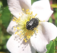 Oxythyrea funesta