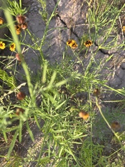 Ratibida columnifera
