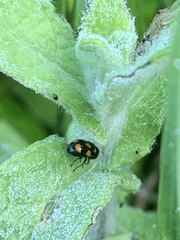 Cryptocephalus crassus