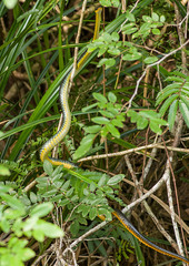 Chironius carinatus