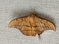 Cricula trifenestrata