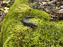 Ambystoma barbouri