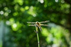 Libellula quadrimaculata