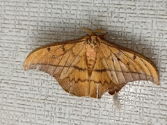 Cricula trifenestrata