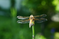 Libellula quadrimaculata