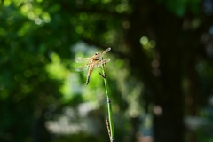 Libellula quadrimaculata