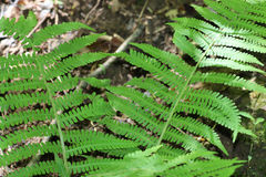 Deparia acrostichoides