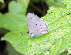 Celastrina lavendularis
