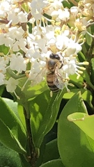 Apis mellifera