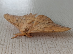 Cricula trifenestrata