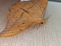 Cricula trifenestrata