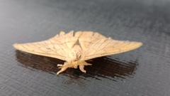 Cricula trifenestrata