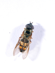 Xanthandrus mexicanus