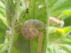 Monostegia