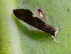 Lepidoptera