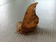 Cricula trifenestrata