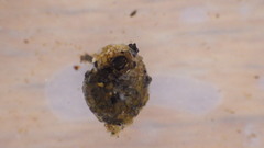 Helicopsyche borealis