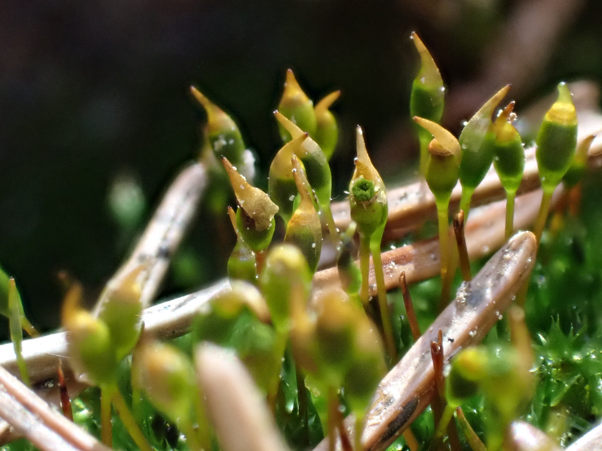 Amblystegiaceae