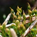 Amblystegiaceae - Photo (c) Stefan Gey,  זכויות יוצרים חלקיות (CC BY-NC), הועלה על ידי Stefan Gey