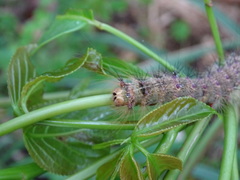 Lymantria xylina