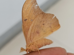 Cricula trifenestrata