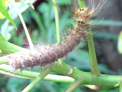 Lymantria xylina