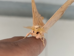 Cricula trifenestrata