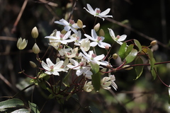 Clematis armandii
