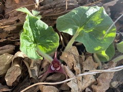 Asarum canadense canadense