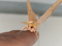 Cricula trifenestrata