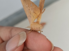 Cricula trifenestrata